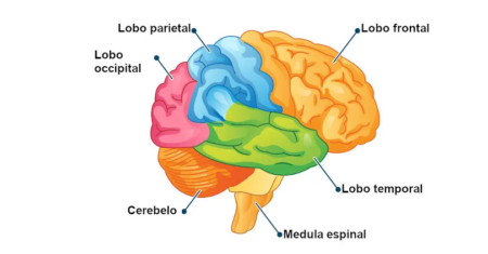 Como Aumentar Naturalmente os Níveis de Dopamina